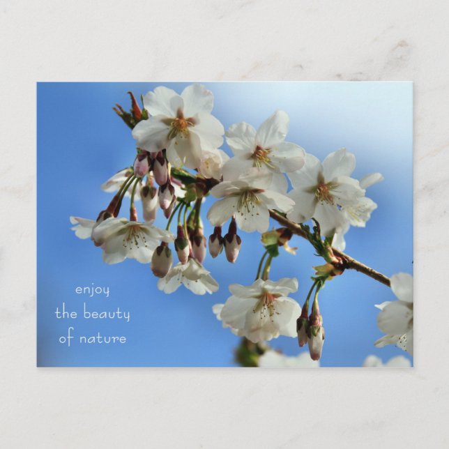 Cherry Blossoms Postcard (Front)