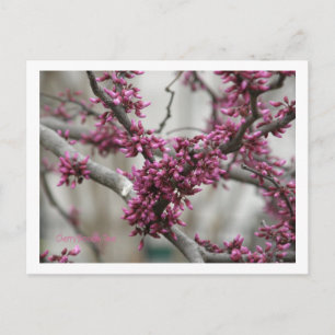 Cherry Blossoms Postcard