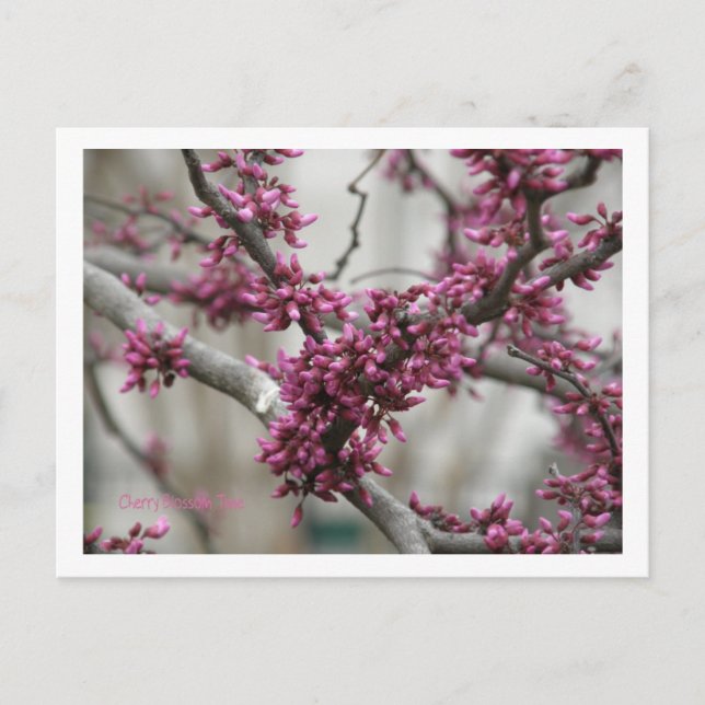 Cherry Blossoms Postcard (Front)