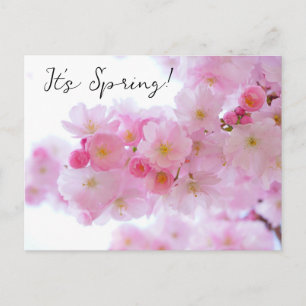 Cherry Blossoms Postcard