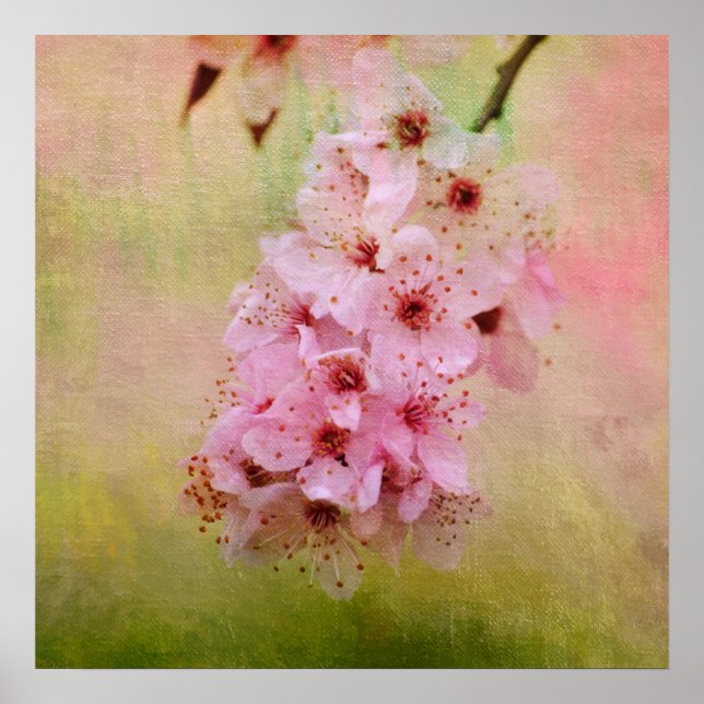 Cherry Blossoms Poster (Front)