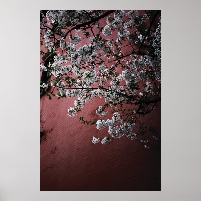 Cherry Blossoms Poster (Front)
