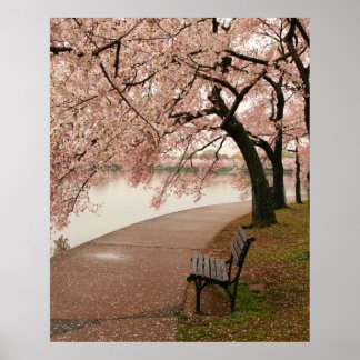 Cherry Blossoms Poster
