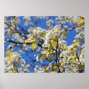 Cherry Blossoms Poster