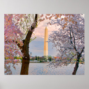 Cherry Blossoms Poster