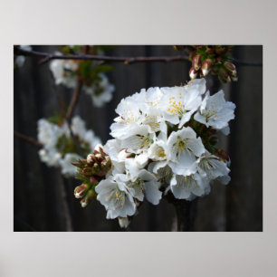 Cherry Blossoms Poster