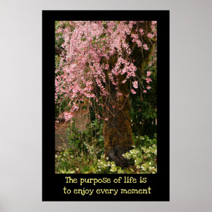 Cherry blossoms poster