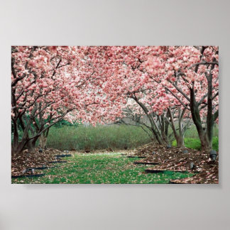 Cherry Blossoms Poster