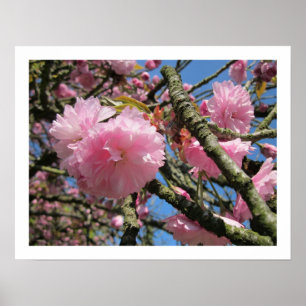 Cherry Blossoms Poster