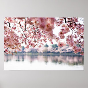 Cherry Blossoms Poster