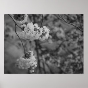 Cherry Blossoms Print Black and White