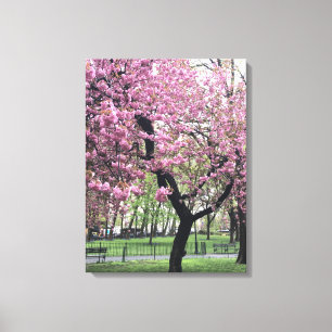 Cherry Blossoms Springtime Tree NYC New York City Canvas Print