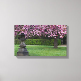 Cherry Blossoms Stretched Canvas Print