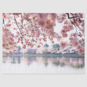 Cherry Blossoms Tissue Paper
