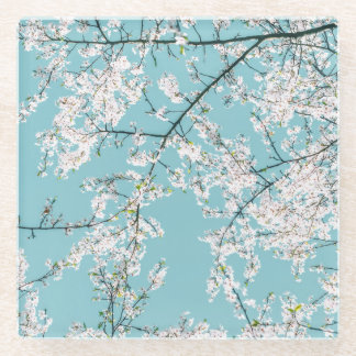 Cherry Blossoms: Turquoise Floral Trend Glass Coaster