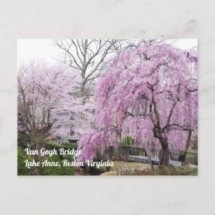 Cherry Blossoms Van Gogh Bridege Lake Anne Reston Postcard
