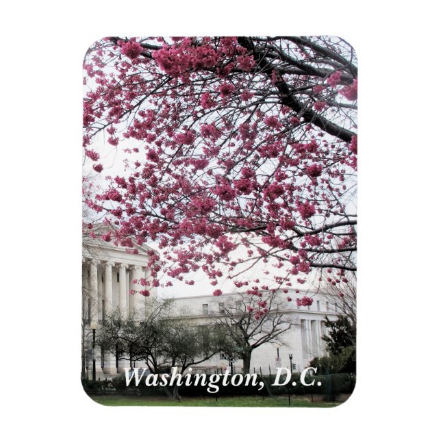 Cherry blossoms. Washington, D.C. Magnet (Vertical)