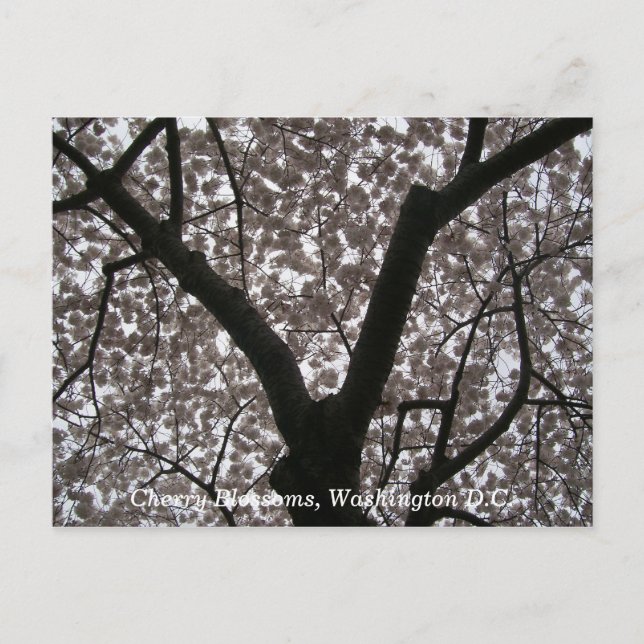 Cherry Blossoms, Washington D.C. Postcard (Front)