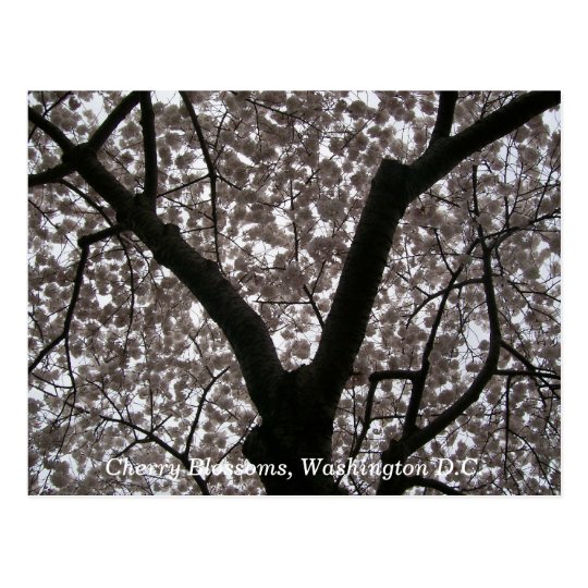 Cherry Blossoms, Washington D.C. Postcard