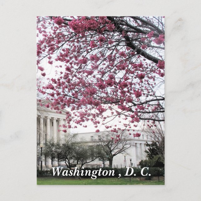 Cherry blossoms. Washington, D.C. Postcard (Front)