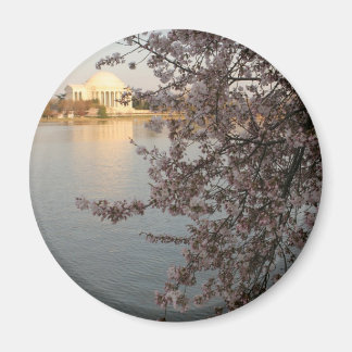 Cherry Blossoms Washington DC Magnet