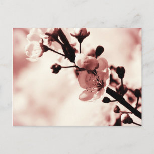 Cherry Blossums, Spring flovers, Nature Postcard