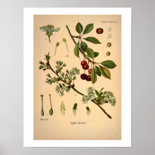 Cherry Botanical Print
