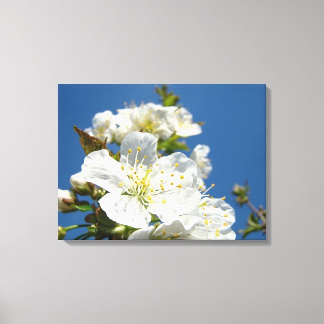 Cherry Flower Blossoms Canvas art prints Spring (Front)
