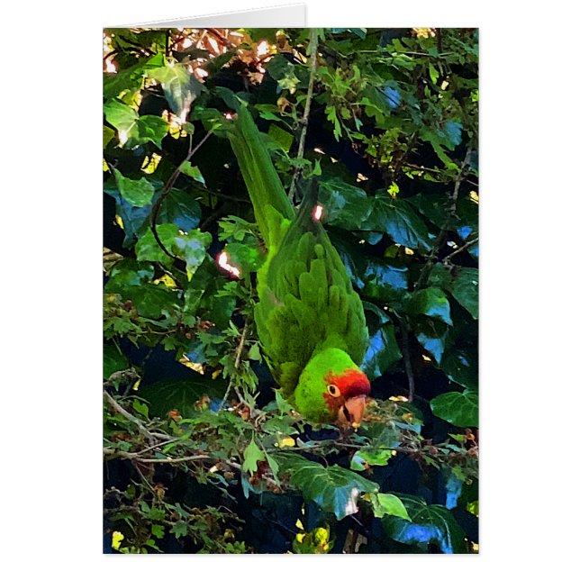 Cherry Headed Conure #1 Card (Front)