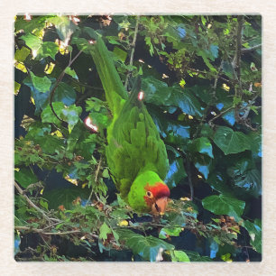 Cherry Headed Conure #1 Glass Coaster
