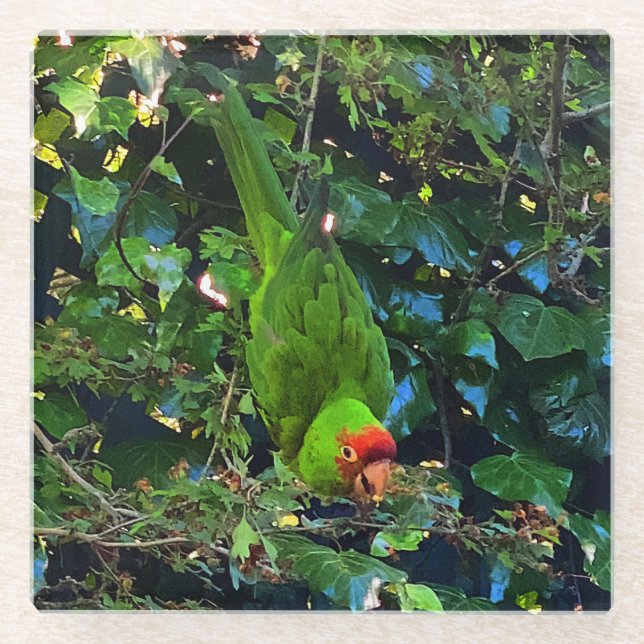 Cherry Headed Conure #1 Glass Coaster (Front)