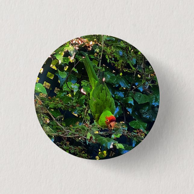 Cherry Headed Conure #1 Pinback Button (Front)