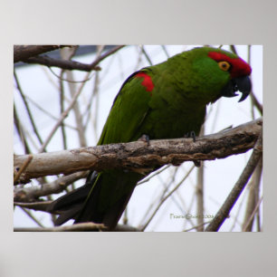 Cherry-Headed Conure 1 Poster