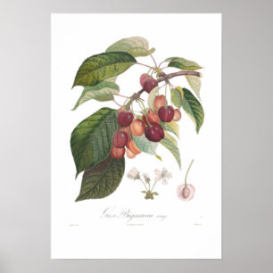 Cherry,Large Heart-shaped Poster