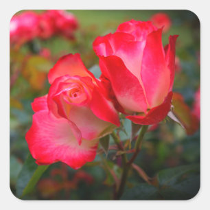 Cherry Parfait Rose #4 Stickers
