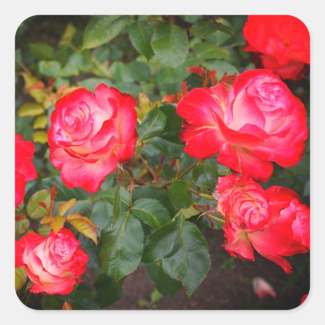 Cherry Parfait Rose #5-1 Stickers (Front)