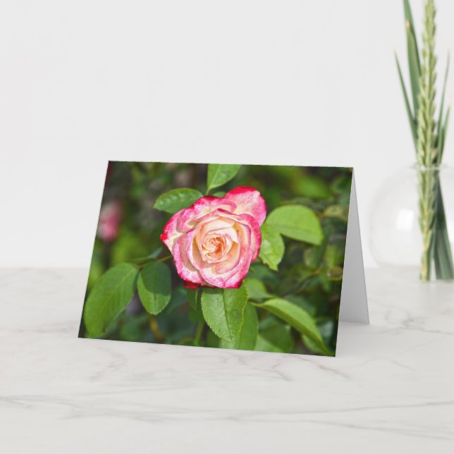 Cherry Parfait Rose Card (Front)