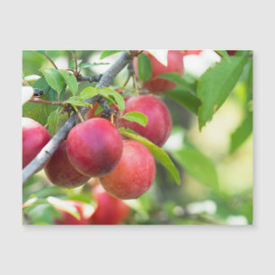Cherry plum on branch