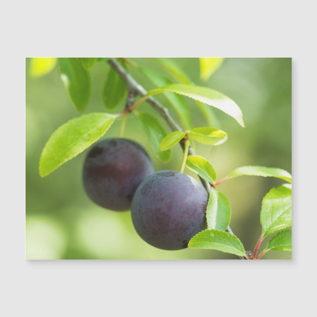 Cherry plum on branch (Front)