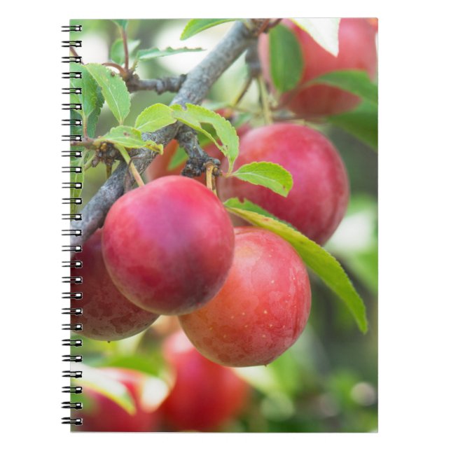 Cherry plum on branch notebook (Front)