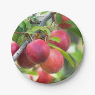 Cherry plum on branch paper plate