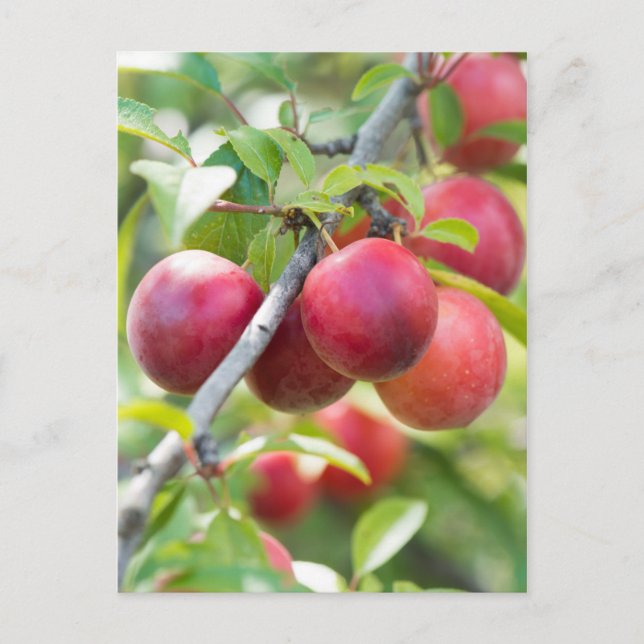 Cherry plum on branch postcard (Front)