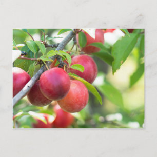 Cherry plum on branch postcard