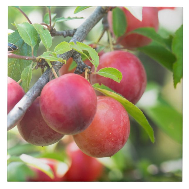 Cherry plum on branch tile (Front)