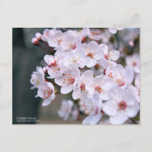 Cherry Plum：Postcard Postcard