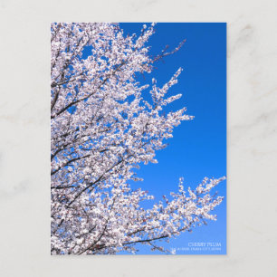 Cherry Plum：Postcard Postcard
