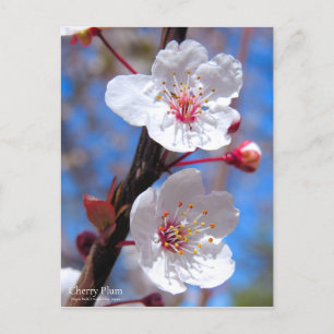 Cherry Plum [Postcard] Postcard