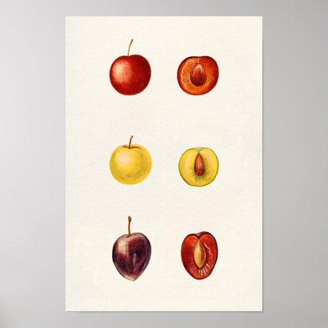 Cherry Plum (Prunus Cerasifera var. Divaricata) Poster (Front)