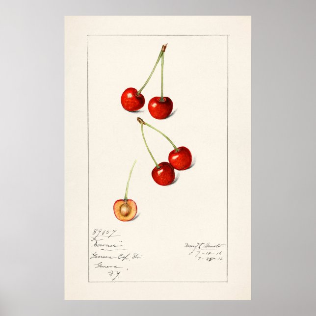 Cherry Poster (Front)