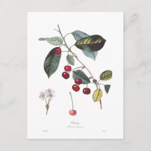 Cherry (Prunus cerasus) Postcard